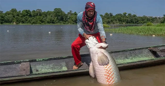 Nỗ Lực Bảo Tồn Cá Hải Tượng Long: Giải Cứu Loài Cá Nước Ngọt Khổng Lồ Tại Amazon