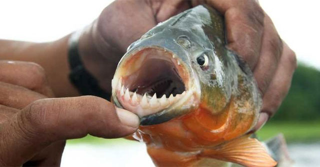 Sự Thật Về Cá Piranha: Những Điều Ít Người Biết