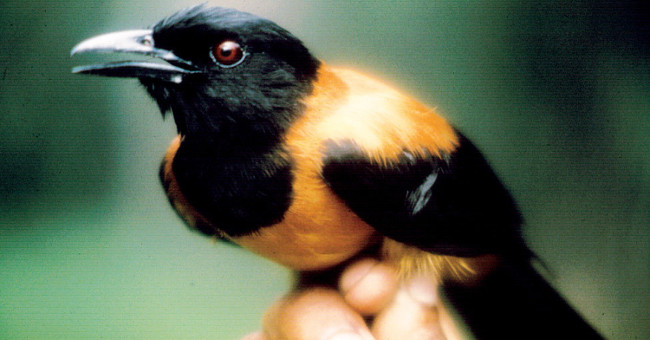 Khám Phá Loài Chim Độc Nhất Vô Nhị Tại Papua New Guinea