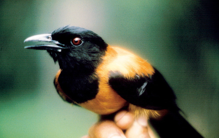 chim-pitohui Chim có độc Pitohui.