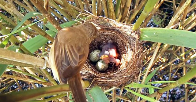 Sự Thú Vị của Chim Tu Hú: Người Mẹ Bạc Tình và Những Đứa Con Độc Ác
