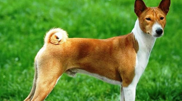 Khám Phá Những Giống Chó Nguy Hiểm Nhất Trên Toàn Cầu Khám Phá Những Giống Chó Nguy Hiểm Nhất Trên Toàn Cầu