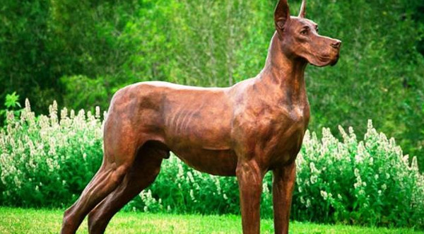 Khám Phá Những Giống Chó Nguy Hiểm Nhất Trên Toàn Cầu Khám Phá Những Giống Chó Nguy Hiểm Nhất Trên Toàn Cầu