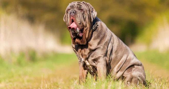 cho-neapolitan-mastiff Chó Neapolitan Mastiff