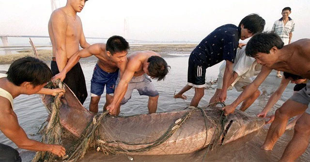 Khám Phá Kích Thước Của Các Loài Cá Vĩ Đại Trong Hồ Chứa Tam Hiệp