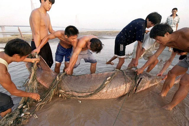 Phóng sinh cá tầm Trung Quốc bắt được ở lưu vực sông Dương Tử vào tháng 8/2000.