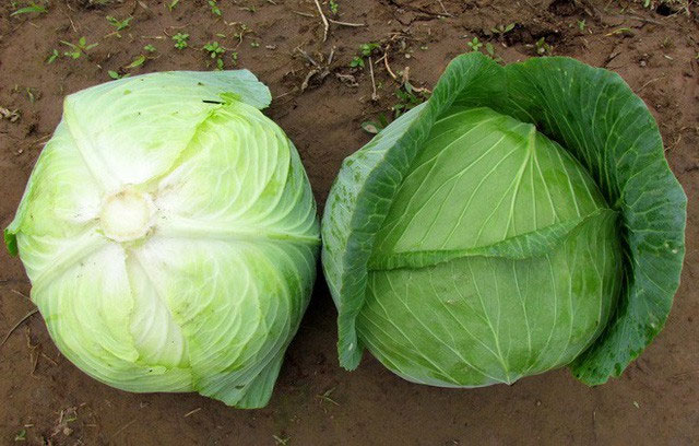 bap-cai Bắp cải