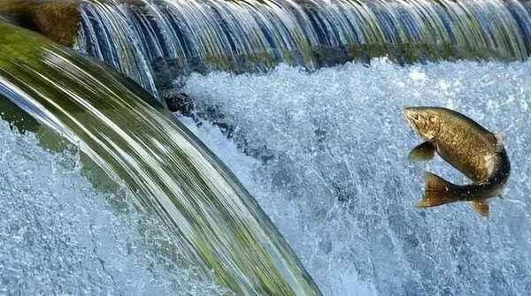 Hành Trình Kỳ Diệu Của Cá Hồi: Vượt Qua Thử Thách Để Trở Về Quê Hương
