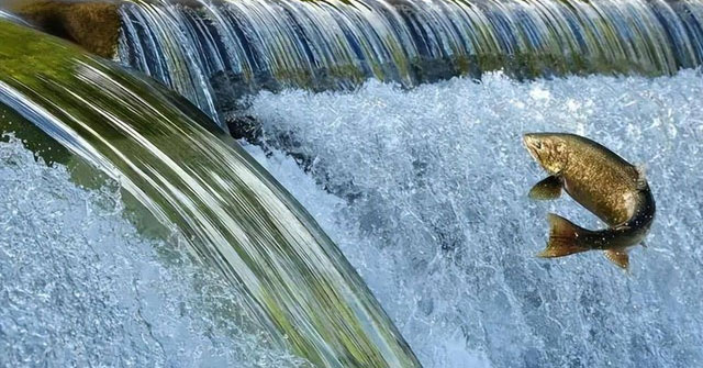 Hành Trình Kỳ Diệu Của Cá Hồi: Vượt Qua Thử Thách Để Trở Về Quê Hương