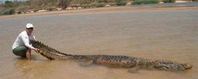 ca-sau-khong-lo Cá sấu Caiman là loài săn mồi cực đáng ở ở Amazon.