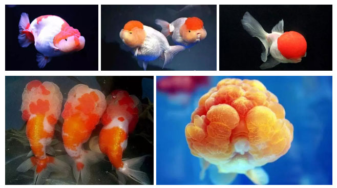 Cá vàng mang nhiều đặc điểm dị dạng