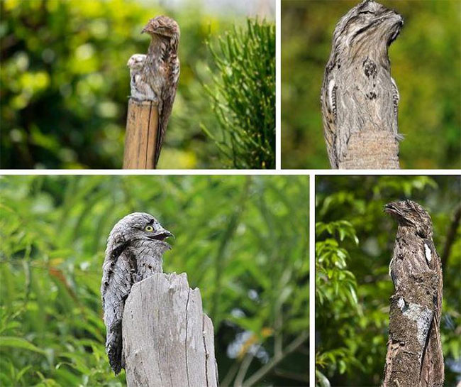 Chim Potoo có sở thích ngụy trang lẫn với cây cối.