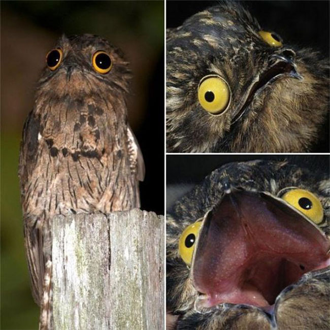 chim-potoo-1 Chim Potoo xấu số 2 thì không còn ai top 1 nữa!