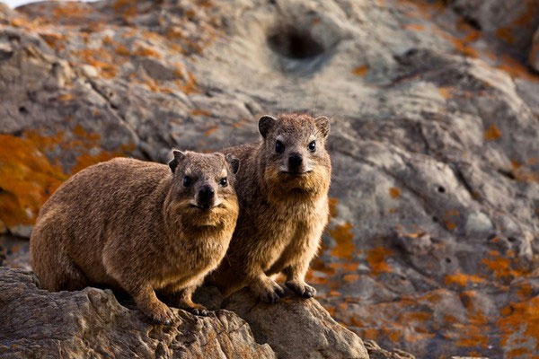 Chuột Hyrax Những loài vật hoang dã tự tỏa mùi thơm giống hệt Hàm Hương