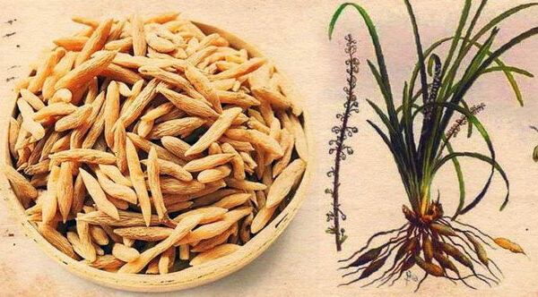 Khám Phá Công Dụng Tuyệt Vời Của Củ Mạch Môn Đối Với Sức Khỏe