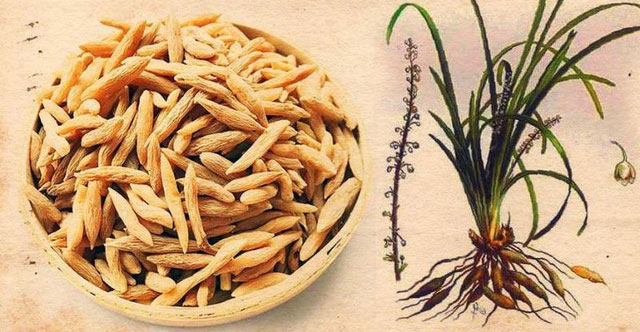 Khám Phá Công Dụng Tuyệt Vời Của Củ Mạch Môn Đối Với Sức Khỏe