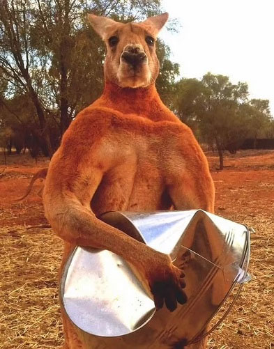 kangaroo-roger Kangaroo Roger