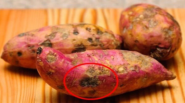 Nguyên Nhân Khiến Khoai Lang Có Vị Đắng và Cứng Như Thế Nào?