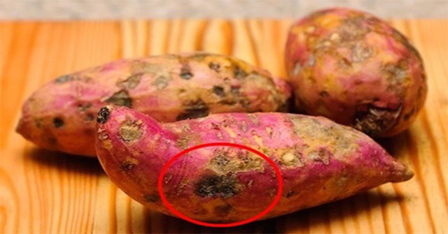 Nguyên Nhân Khiến Khoai Lang Có Vị Đắng và Cứng Như Thế Nào?