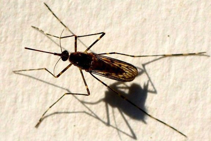 Muỗi vằn đực Midge thường bị con cái 'lấn át' trong quá trình giao hợp.