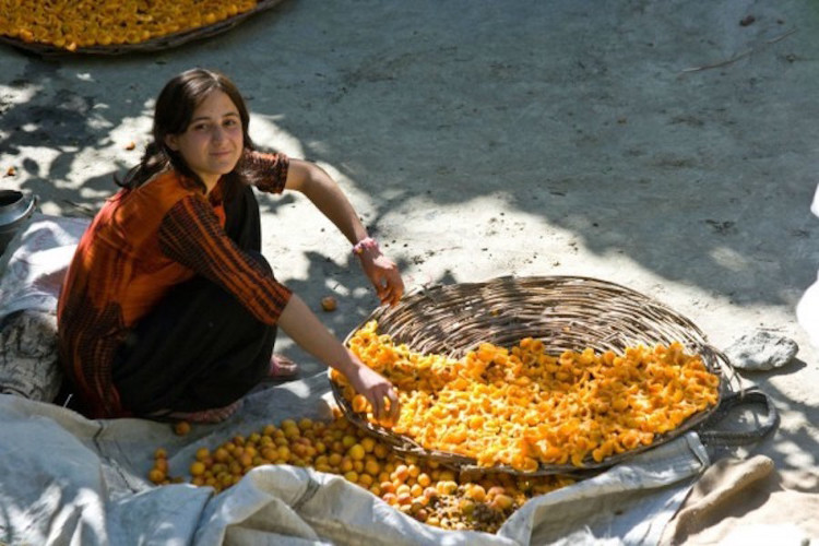 Người Hunza chỉ sống bằng việc uống nước ép quả mơ khô trong 2-4 tháng.