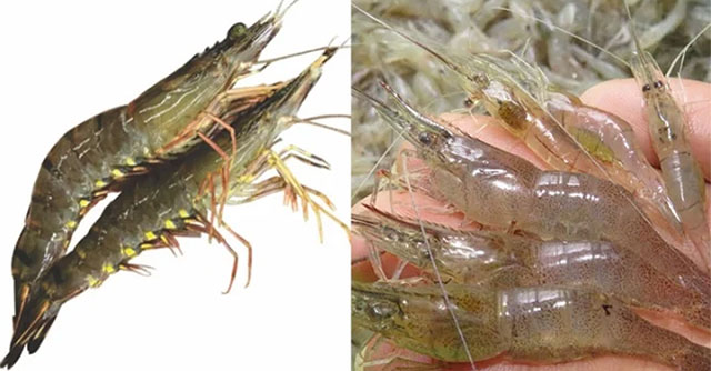 Phân Biệt Tôm và Tép: Những Điểm Khác Nhau Đáng Chú Ý