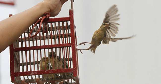 Những Mặt Trái Ít Người Biết Về Nghi Lễ Phóng Sinh
