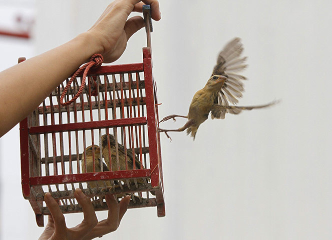 Tự do cho muôn loài Tự do cho muôn loài.