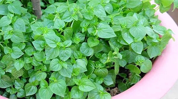 Khám Phá Những Lợi Ích Tuyệt Vời Của Rau Càng Cua Đối Với Sức Khỏe