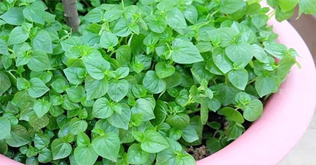 Khám Phá Những Lợi Ích Tuyệt Vời Của Rau Càng Cua Đối Với Sức Khỏe