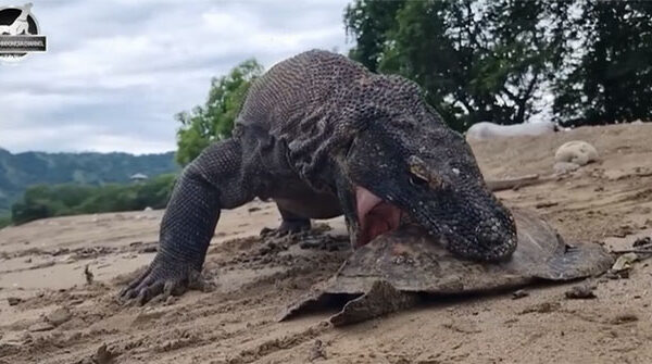 Khám Phá Sát Thủ Rồng Komodo và Cuộc Chinh Phục Mai Rùa
