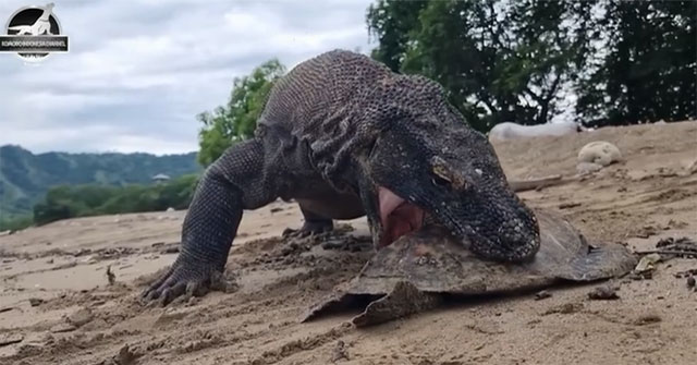 Khám Phá Sát Thủ Rồng Komodo và Cuộc Chinh Phục Mai Rùa