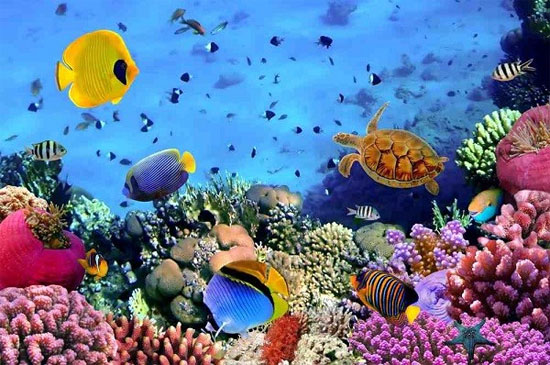 San hô giao phối nhiều hơn Khám Phá Ảnh Hưởng Của Mặt Trăng Đến Hành Vi Động Vật