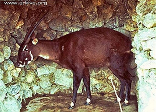 Con sao la còn sống đầu tiên được bắt giữ vào năm 1996 tại Lào Khám Phá Sự Trở Lại Của Sao La tại Việt Nam