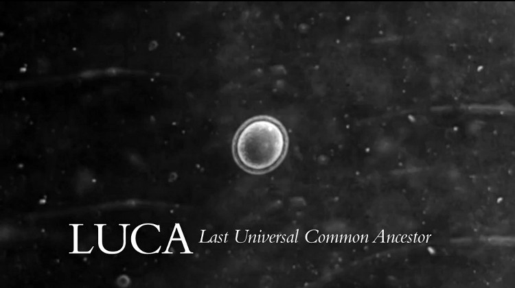 Sinh vật đơn bào LUCA. Sinh vật đơn bào LUCA.