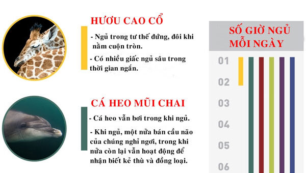Khám Phá Những Thói Quen Ngủ Độc Đáo Của Động Vật