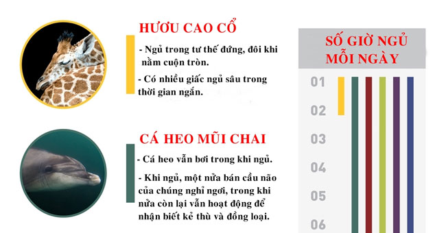 Khám Phá Những Thói Quen Ngủ Độc Đáo Của Động Vật