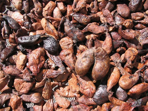 Những túi hương của hải ly Những loài vật hoang dã tự tỏa mùi thơm giống hệt Hàm Hương