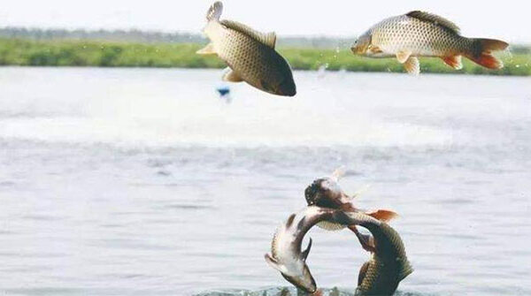 Cá nước ngọt dạt ra biển: hành trình sinh tồn, vì sao nhiều con trở lại và loài nào chịu mặn