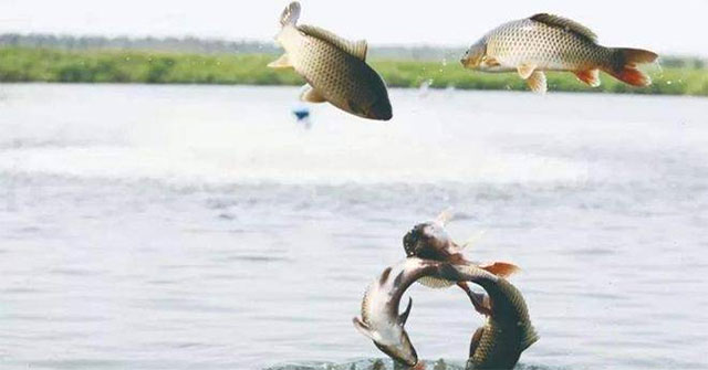 Cá nước ngọt dạt ra biển: hành trình sinh tồn, vì sao nhiều con trở lại và loài nào chịu mặn