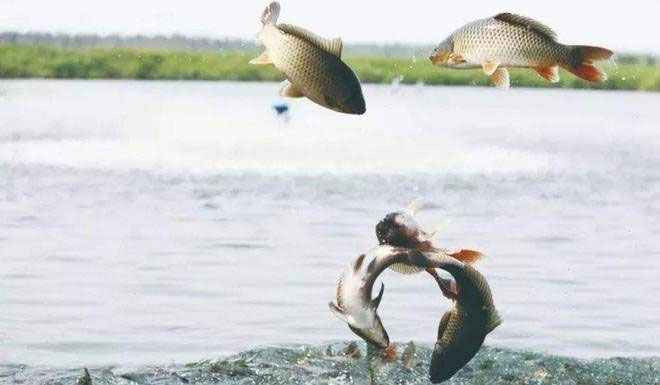 Cấu tạo cơ thể của cá nước ngọt và cá nước biển khác nhau