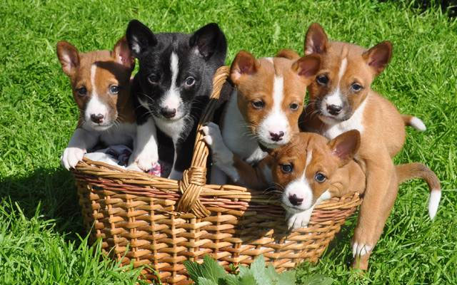 cho-basenji-1 Một việc quan trọng cần lưu ý là đánh răng cho chúng đều đặn để ngăn ngừa bệnh nướu răng.
