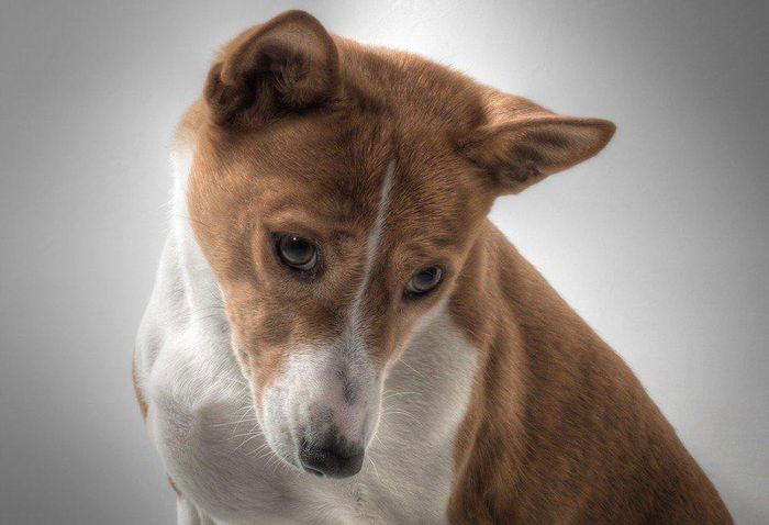 cho-basenji-10 Chó Basenji có tuổi thọ từ 12 - 14 năm.