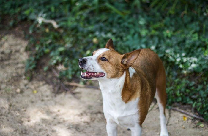 cho-basenji-11 Hiện nay, giống chó Bansenji đã được thuần dưỡng.