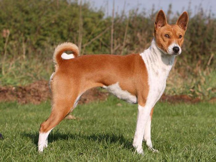 cho-basenji-12 Nên tránh để trẻ nhỏ chơi đùa cùng loài chó này