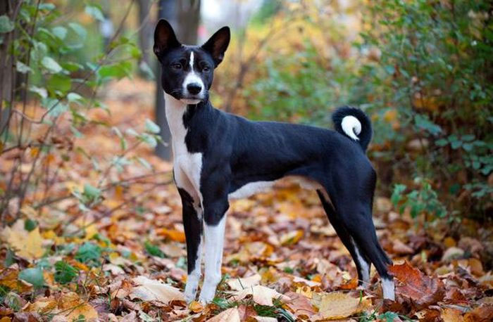cho-basenji-2-1 Giống chó này sống thành bầy đàn độc lập trong các làng mạc, tự nuôi sống mình