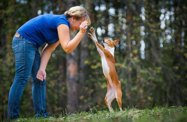 cho-basenji-2 Basenji là giống chó tình cảm và rất trung thành nếu được đối xử tốt.