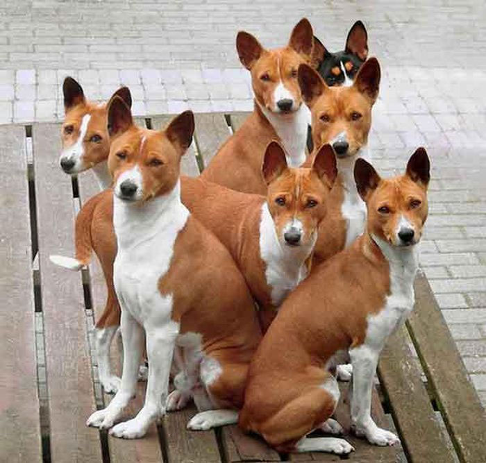 cho-basenji-3-1 Đầu những năm 1900, chó Basenji được mang đến châu Âu