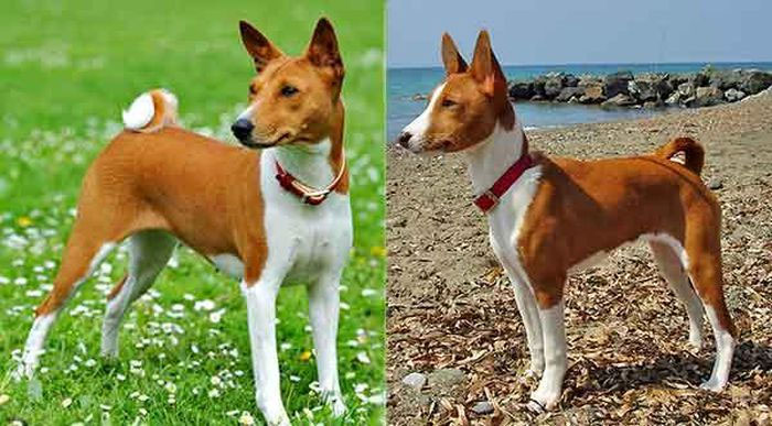 cho-basenji-4-1 Điểm đặc biệt nhất của Basenji là không bao giờ sủa.