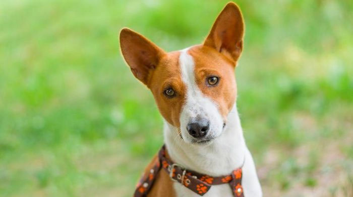 cho-basenji-5 Chó Basenji vô cùng nhanh nhẹn, cảnh giác, độc lập, có sức khỏe bền bỉ...